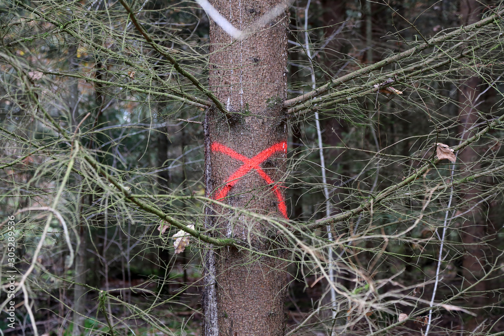 Pine tree in forest marked with red X to be cut down Pine tree in forest marked with red X to be cut down