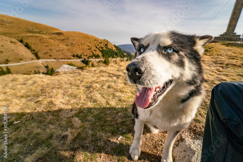 Wide-angle portrait of a beautiful husky dog ​​with blue eyes, sitting on a yellow autumn meadow in the Romanian Bucegi mountains photo