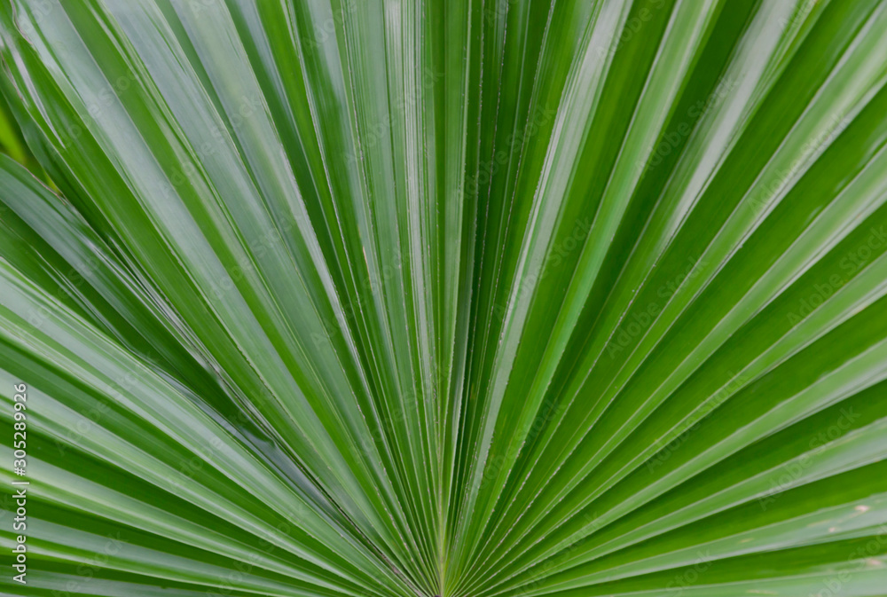 Saw Palmetto Palm (Serenoa repens), macrophotography. Saw Palmetto Palm (Serenoa repens), macrophotography.