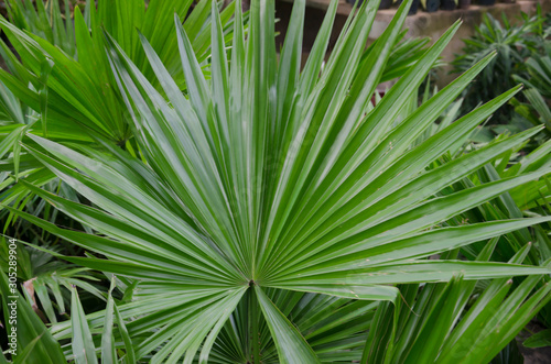 Saw Palmetto Palm (Serenoa repens), close up.