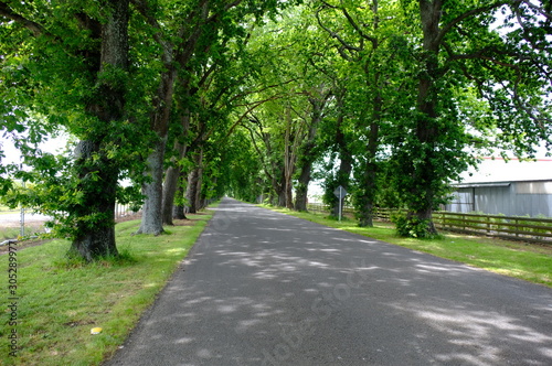 Savannah, Georgia, USA oak tree lined road at historic Wormsloe Plantation.