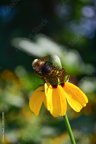 Clasping Coneflower with Bee photo