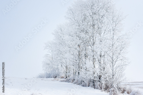 Row of aspen trees in a quiet snow-covered field. Holiday background.