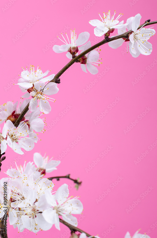White apricot flowers on a pink background. Annual New Year.