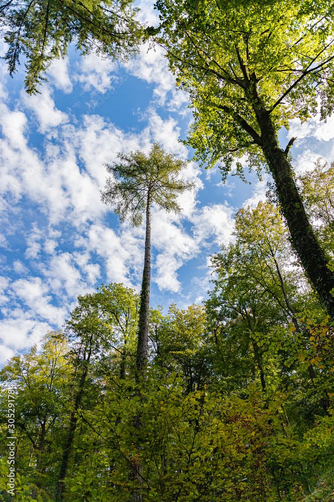Fototapeta premium Wald im Stromberg