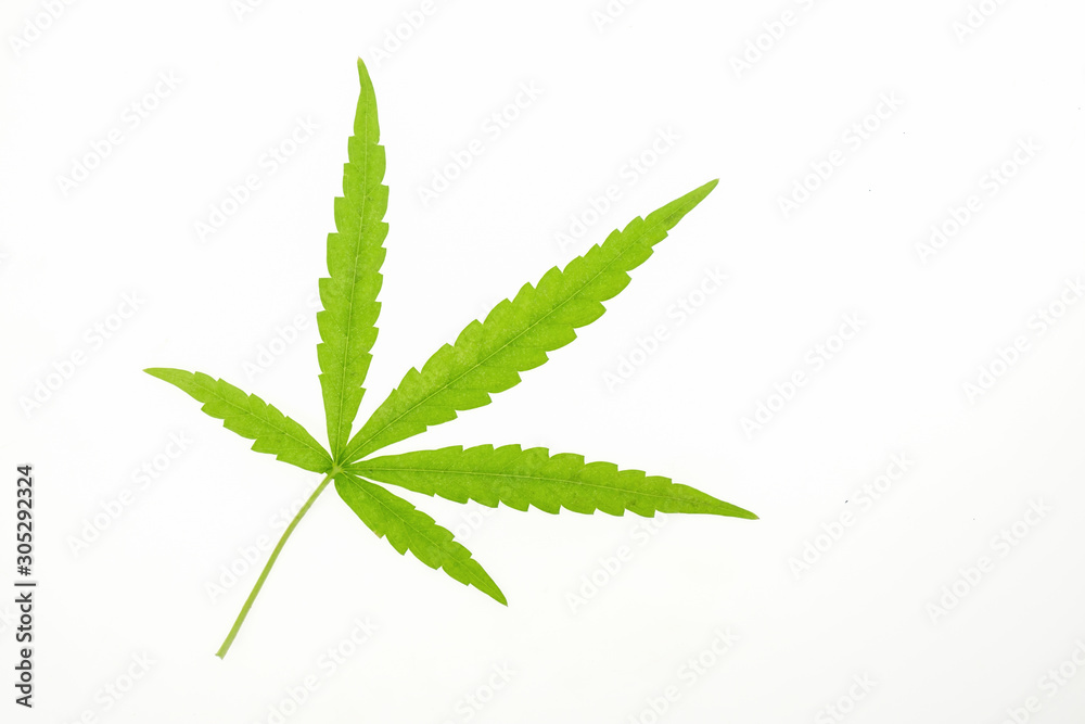 Marijuana leaf.