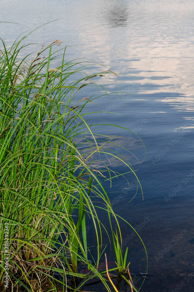 Green tall grass grows in front of a pond Green tall grass grows in front of a pond