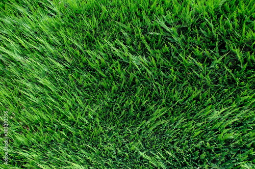 Green grass wall texture for backdrop design and eco wall and die-cut for artwork.