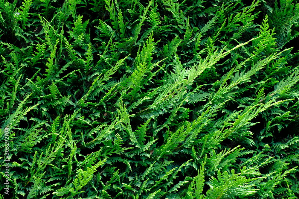 Green grass wall texture for backdrop design and eco wall and die-cut for artwork. Green grass wall texture for backdrop design and eco wall and die-cut for artwork.