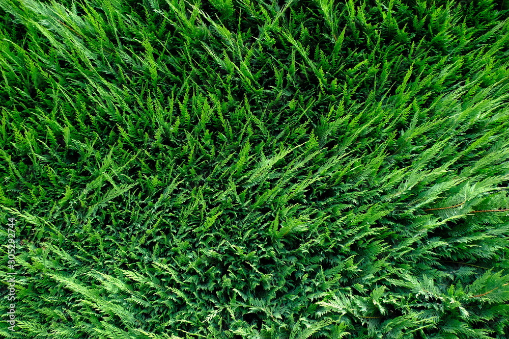 Green grass wall texture for backdrop design and eco wall and die-cut for artwork. Green grass wall texture for backdrop design and eco wall and die-cut for artwork.