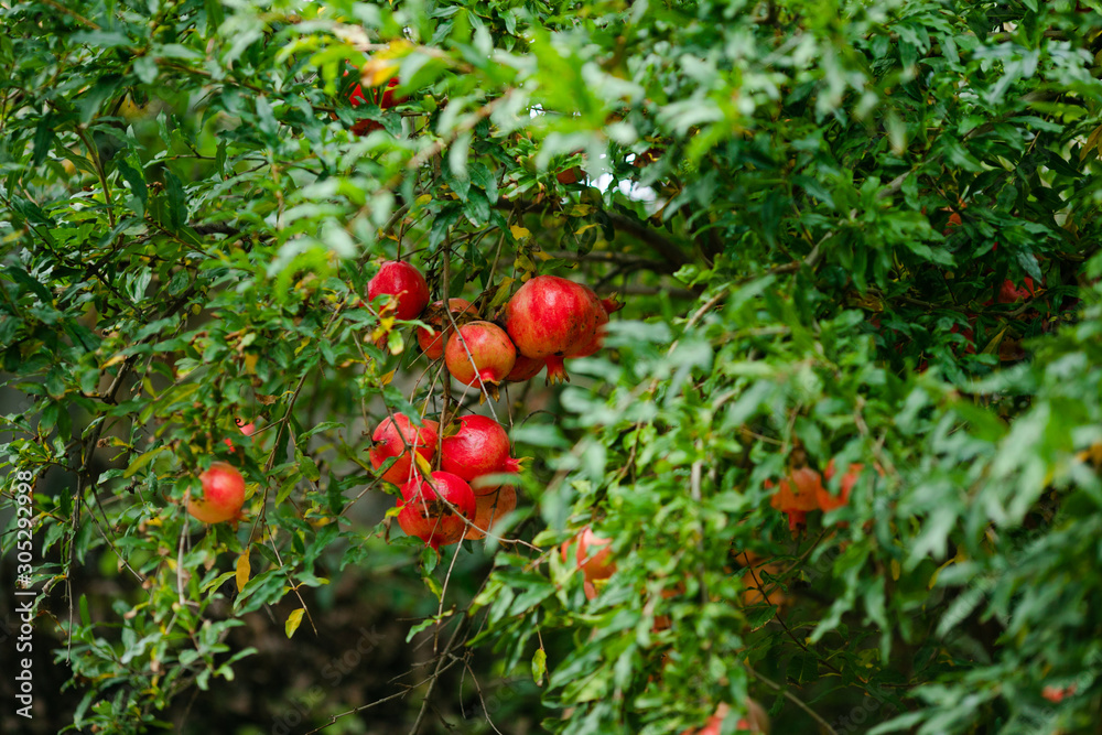 almost ripe pomegranate fruit hanging in the tree