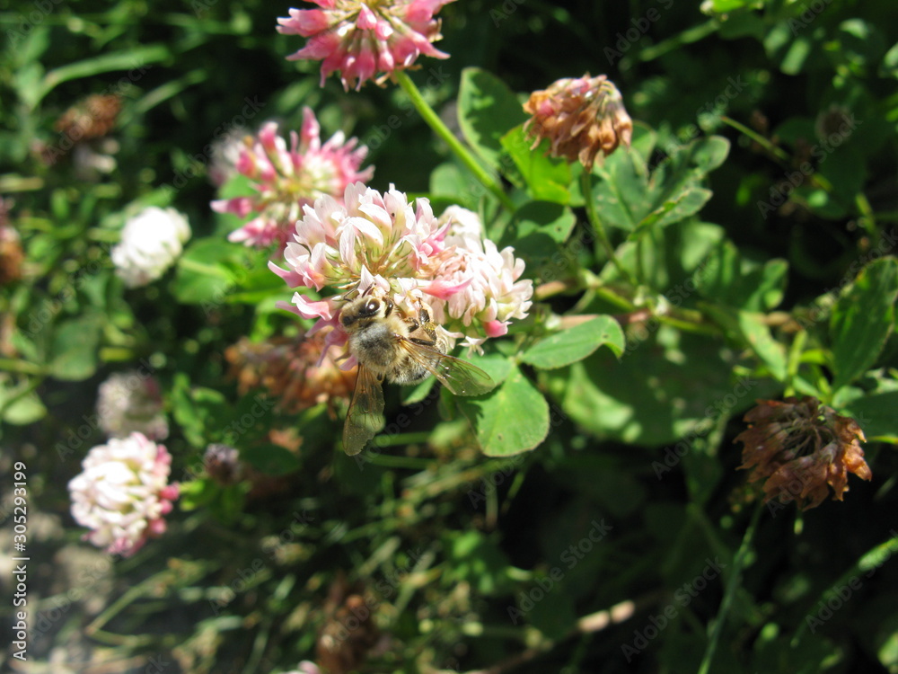 Flower Flower