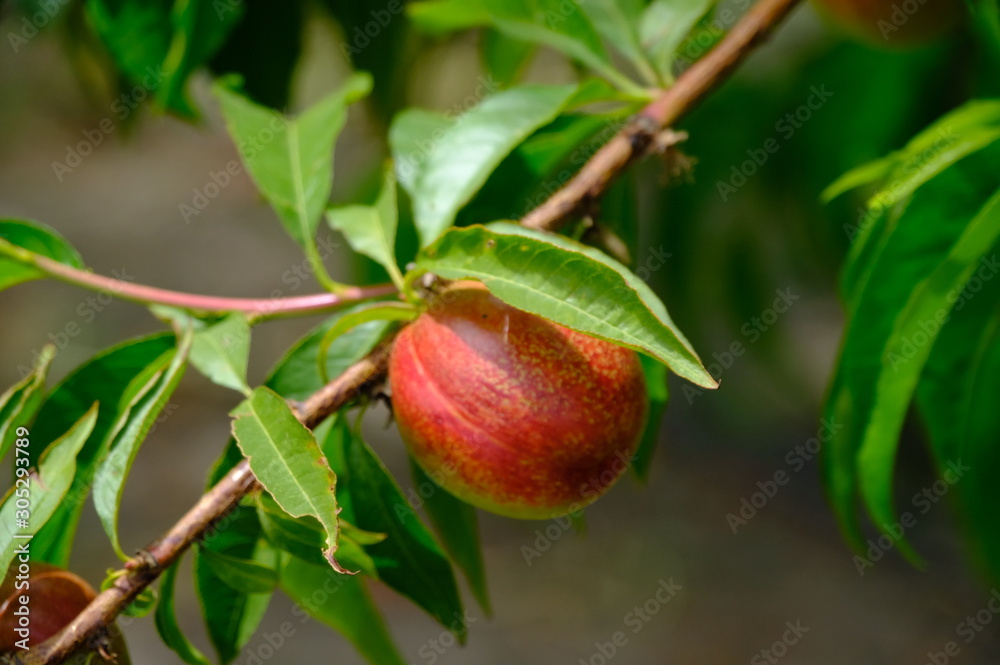 peaches on a branch