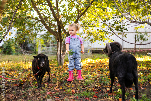 Little blonde toddler girl with two braids playing and feeding domestic black sheep