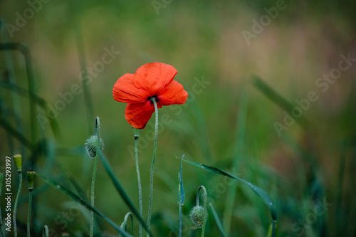 Closeup of a red decorative poppy flower. Poppies are blooming in the garden.