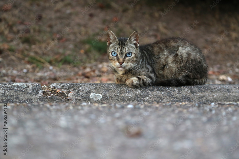 eine katze am strassenrand in frankreich eine katze am strassenrand in frankreich