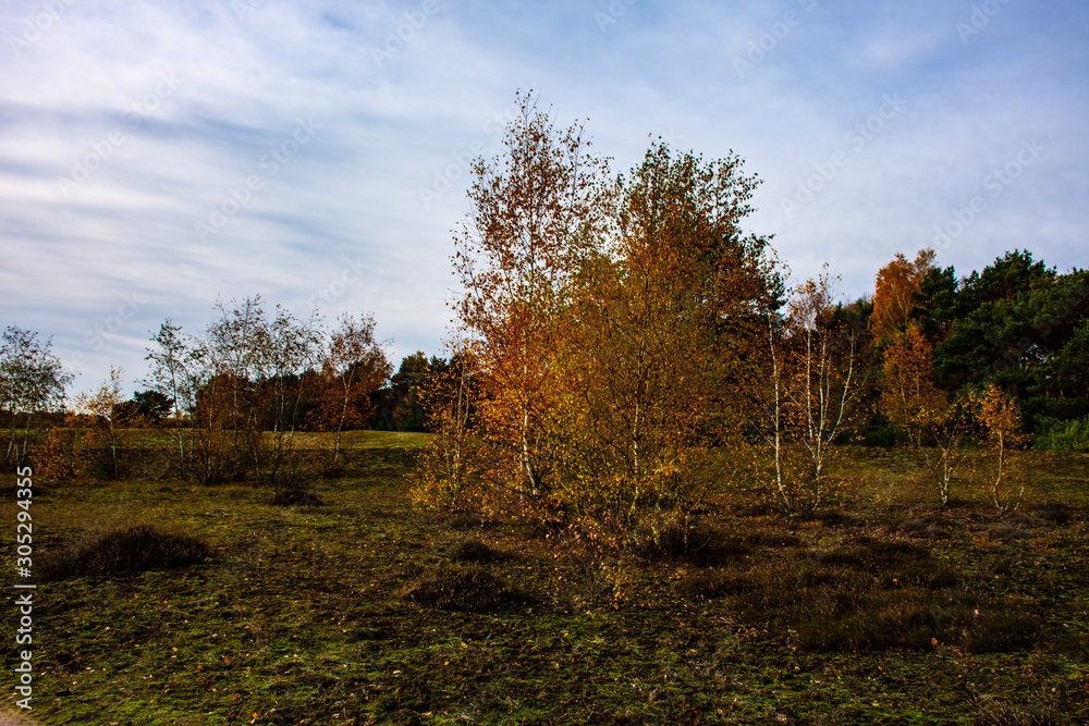 Dutch autumn landscape with beautiful colored trees