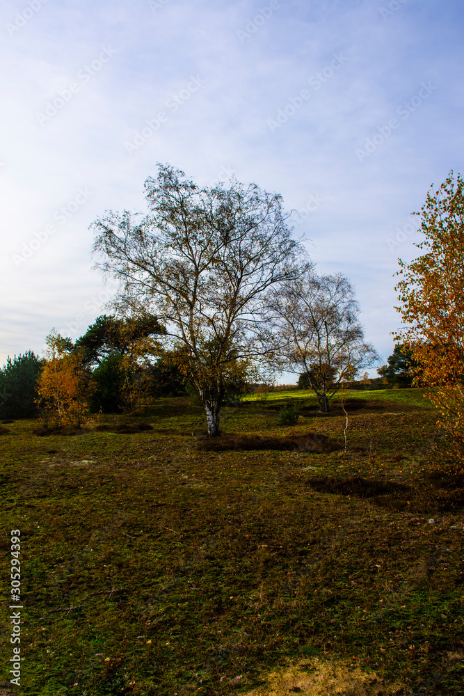 Dutch autumn landscape with beautiful colored trees