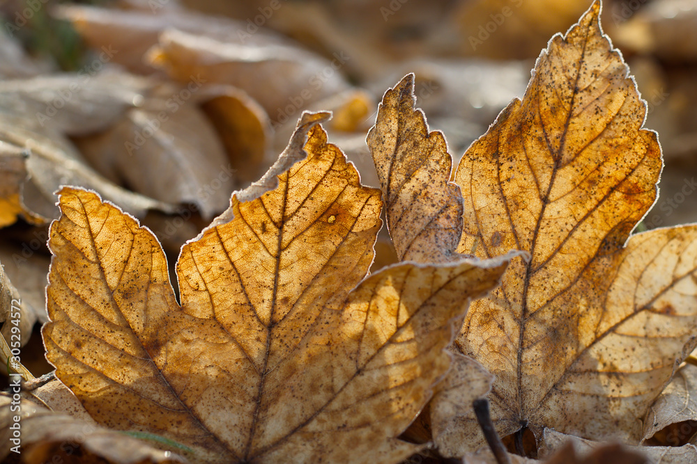 Gelbe leicht durchsichtige Ahornblatt im Herbst mit Reifeis überzogen. Gelbe leicht durchsichtige Ahornblatt im Herbst mit Reifeis überzogen.