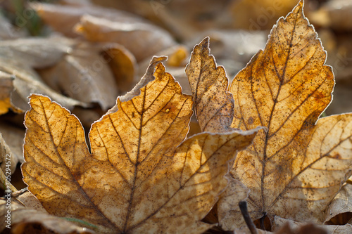 Gelbe leicht durchsichtige Ahornblatt im Herbst mit Reifeis überzogen.