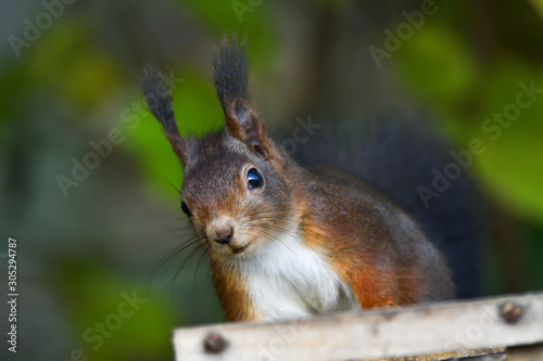 Eichhörnchen  © Christian
