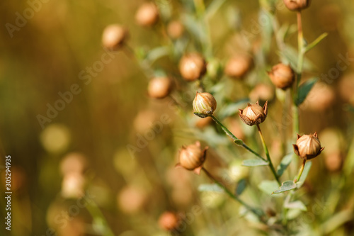 Fotografía Linseed crops close up