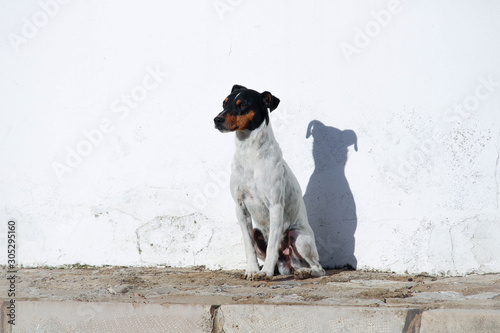 perro de raza bodeguero andaluz abandonado en la calle photo