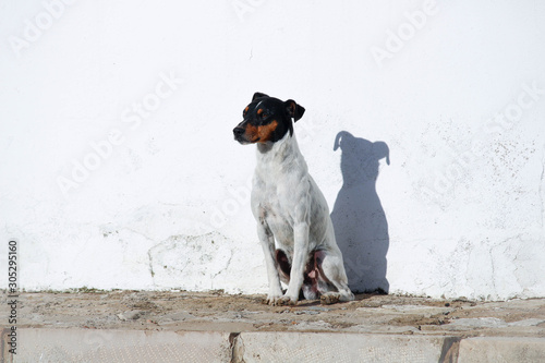 perro de raza bodeguero andaluz abandonado en la calle