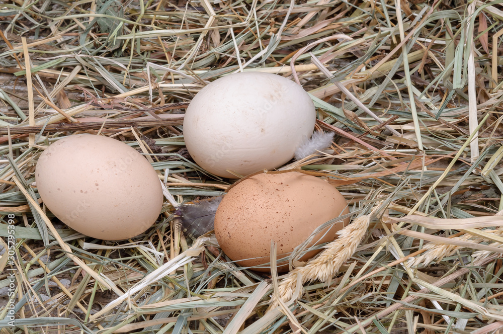 The chicken laid an egg.