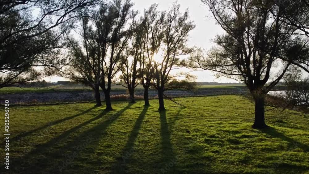 A rising shot of trees through which the sun shines, creating backlight. A rising shot of trees through which the sun shines, creating backlight.