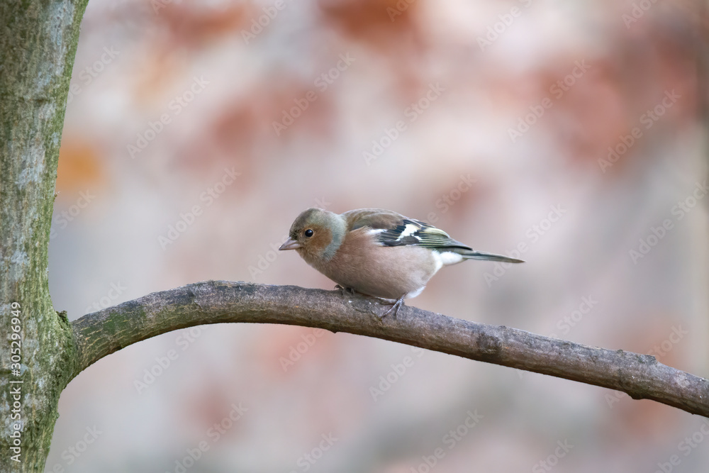 Obraz premium Chaffinch on a branch in autumn forest