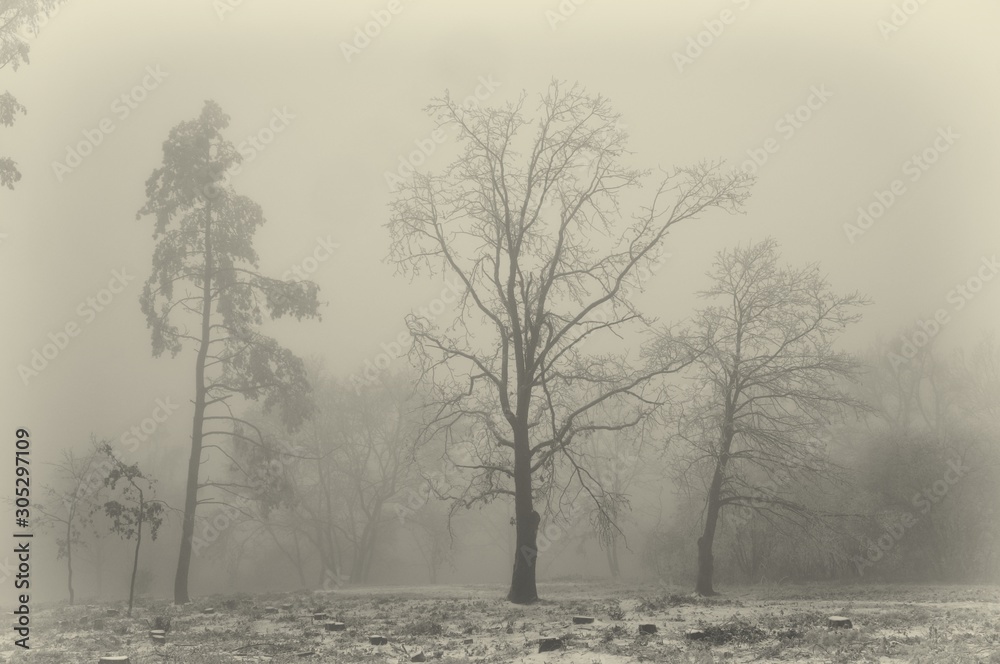 Mysterious winter foggy landscape. Isolated solitary broad leaf trees in fog, gloomy landscape, glaze ice and rime . . Mysterious winter foggy landscape. Isolated solitary broad leaf trees in fog, gloomy landscape, glaze ice and rime . .