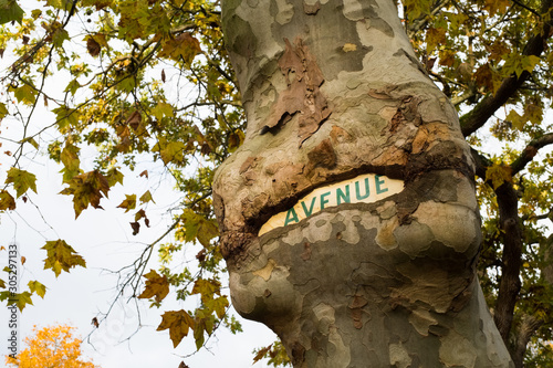 Erable mangeur de panneau dans le parc de maisons laffitte photo