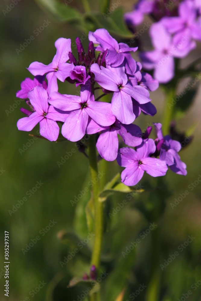 Blooming Dame's Rocket ( Hesperis matronalis ) with violet blossoms in the garden