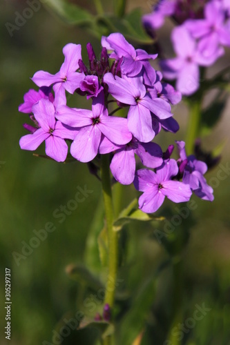 Blooming Dame's Rocket ( Hesperis matronalis ) with violet blossoms in the garden