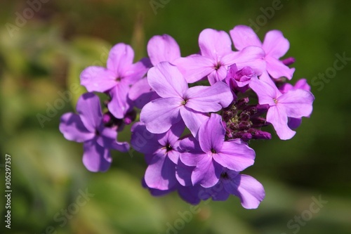 Fototapeta Naklejka Na Ścianę i Meble -  Blooming Dame's Rocket ( Hesperis matronalis ) close-up with violet blossoms in the garden
