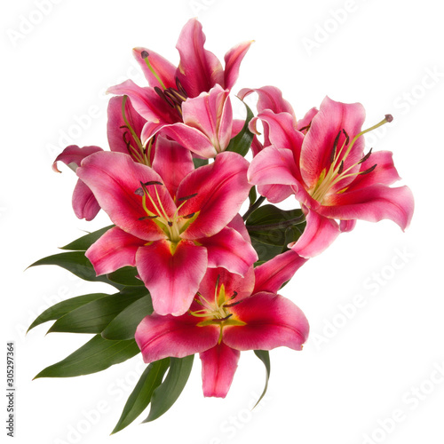 Pink lily flowers isolated over white background. Square composition