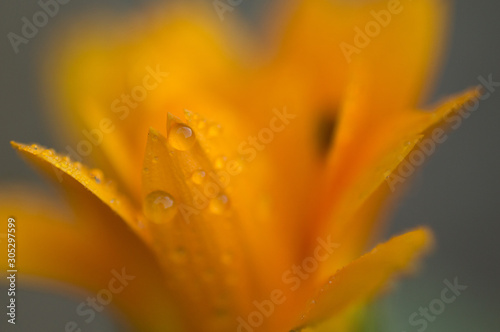 A close up macro of a yellow flower in a garden, covered in morning dew