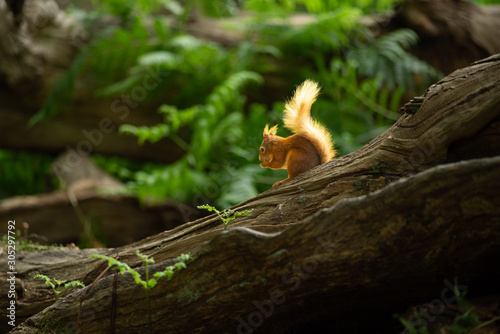 Little red wild suirrel in a natural forest eating a nut in the sun sitting on a tree stump at Brownsea Island, England © Leoniek