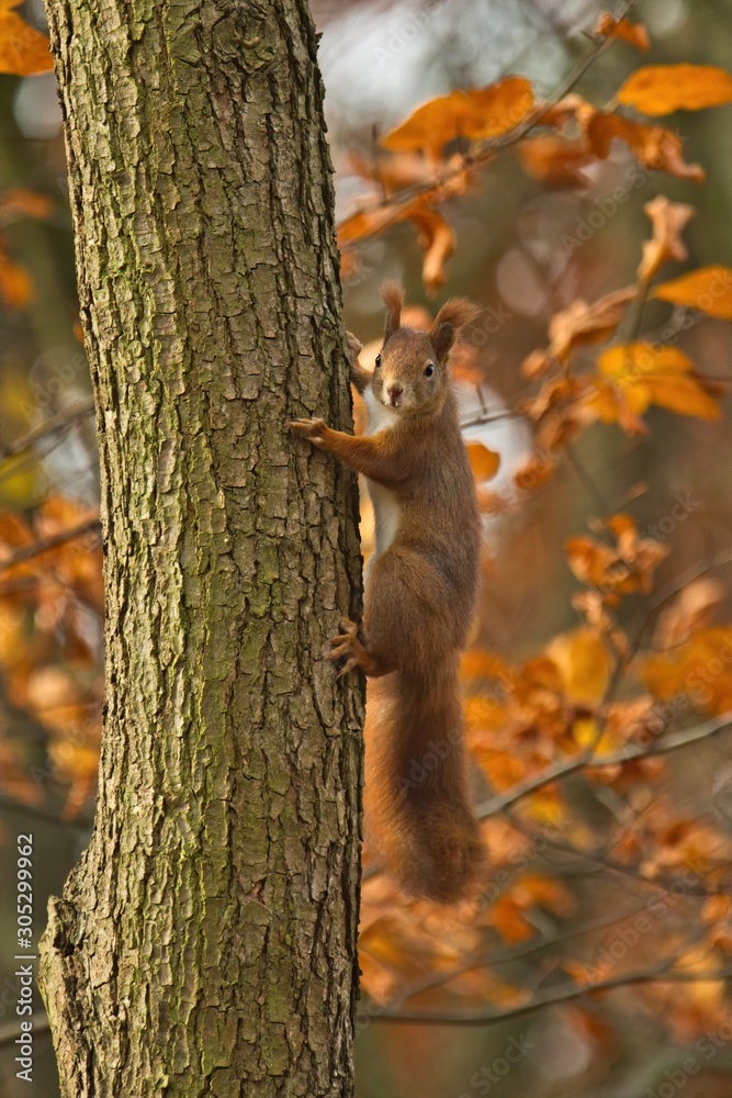 Ein rotes Eichhörnchen kletter im Herbst einen Baumstamm hinauf, Sciurus vulgaris Ein rotes Eichhörnchen kletter im Herbst einen Baumstamm hinauf, Sciurus vulgaris