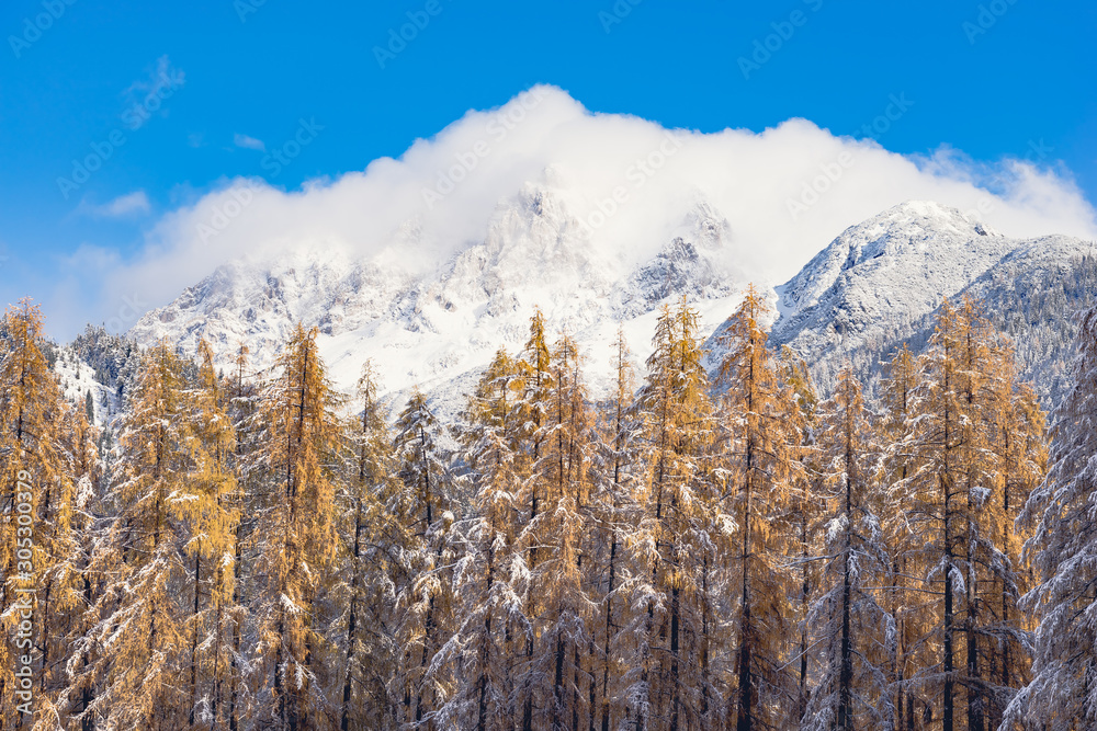 winter wonderland mountain with trees and snow