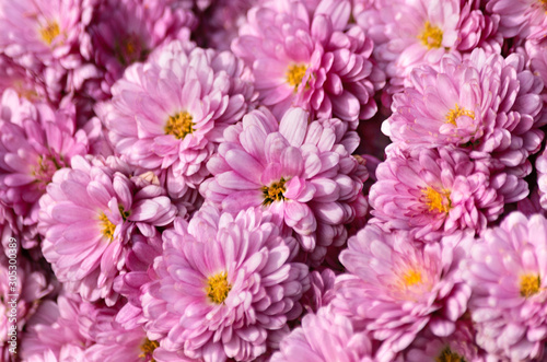 Background texture with pink blooming flowers.