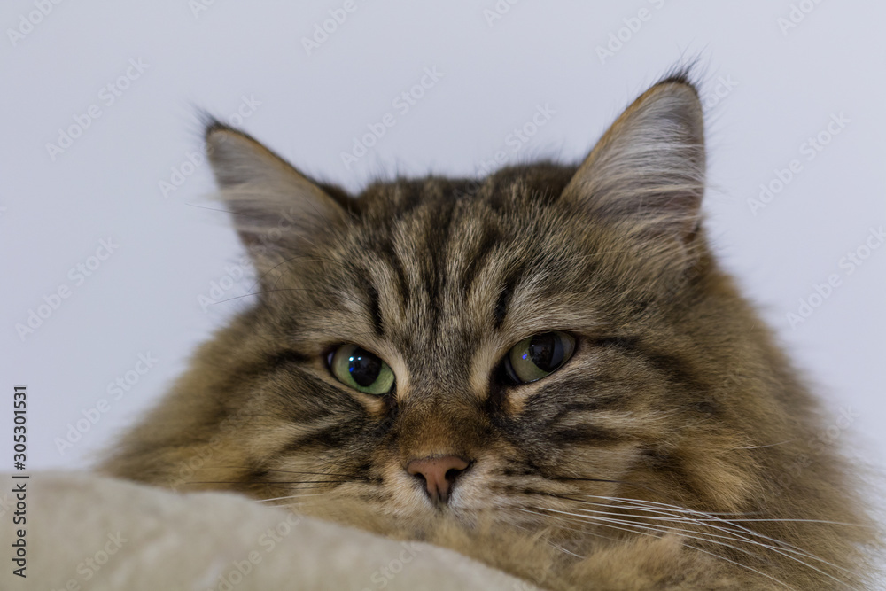 Long haired cat of siberian breed in relax indoor