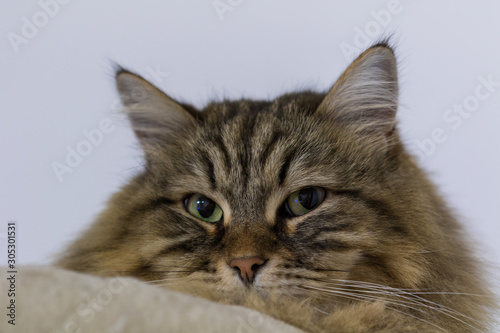 Long haired cat of siberian breed in relax indoor © Massimo Cattaneo