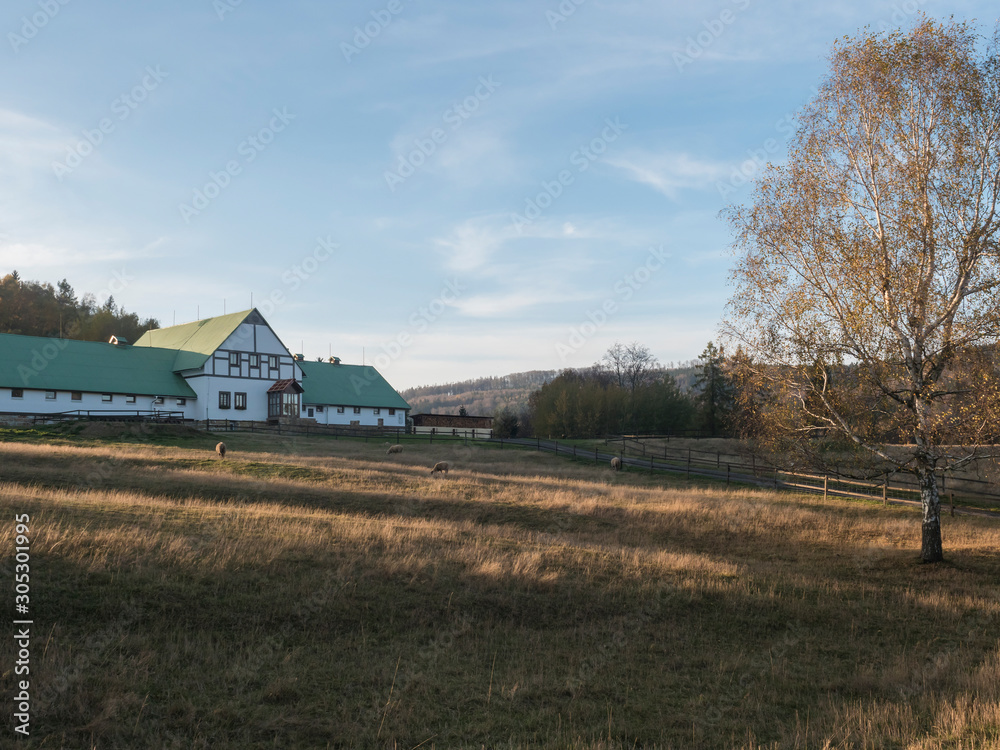 Autumn scenery with green farm house and grazing sheep and colorful trees on the meadow. Sunset golden hour light. Luzicke hory Lusitian mountains Autumn scenery with green farm house and grazing sheep and colorful trees on the meadow. Sunset golden hour light. Luzicke hory Lusitian mountains