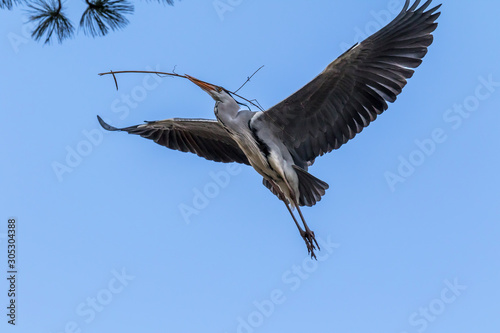 great blue heron in flight flying bird with blue sky background