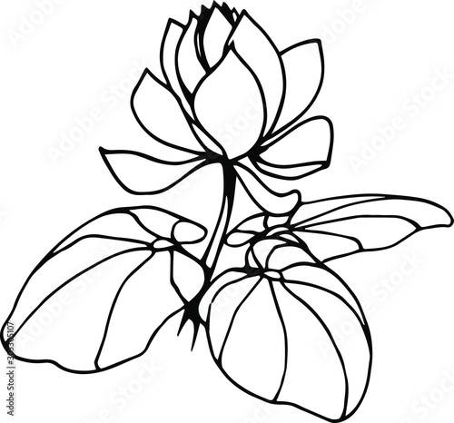plant, tropical Lotus flower with leaves, vector illustration with black contour lines isolated on white background in hand drawn style