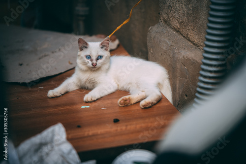 A white fluffy kitten tied up and left in the streets in Vietnam with black gunk around it's eyes and nose - Typical for street cats photo