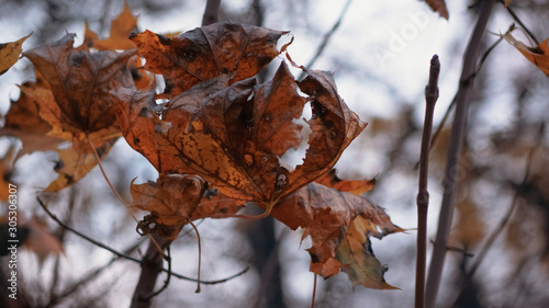 autunm leaf