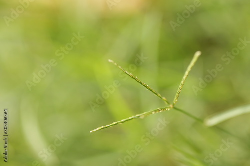 dew on the grass © ijp2726
